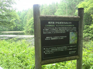 170629_1029_柳沢池（長野市）