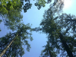 170711_1050_大座法師池（長野市）