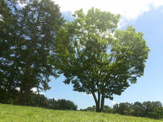 170714_1015_2_大座法師池（長野市）