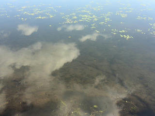 170714_1019_大座法師池（長野市）