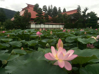 170730_1225_稲泉寺の大賀ハス（木島平村）