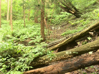 170811_1122_葛山登山道（長野市）