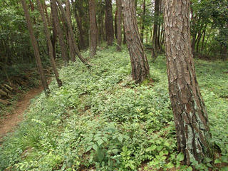 170820_1244_桝形城跡（長野市）