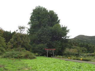171015_1407_神戸の大イチョウ（飯山市）