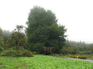 171022_1204_神戸の大イチョウ（飯山市）