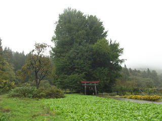 171029_1214_神戸の大イチョウ（飯山市）
