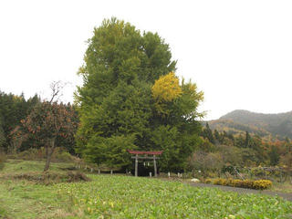 171112_1231_神戸の大イチョウ（飯山市）