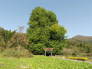 171105_1327_神戸の大イチョウ（飯山市）