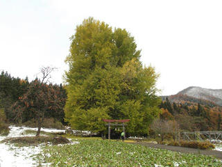 171119_1140_神戸の大イチョウ（飯山市）