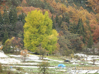 171119_1144_神戸の大イチョウ（飯山市）