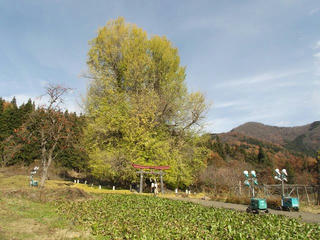 171126_1308_神戸の大イチョウ（飯山市）