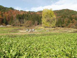 171126_1306_神戸の大イチョウ（飯山市）