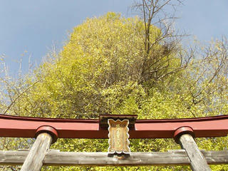 171126_1311_神戸の大イチョウ（飯山市）