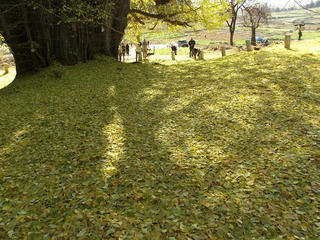 171126_1314_神戸の大イチョウ（飯山市）