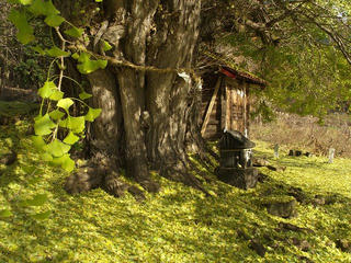 171126_1316_神戸の大イチョウ（飯山市）