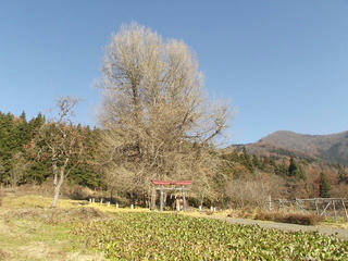 171203_1245_神戸の大イチョウ（飯山市）