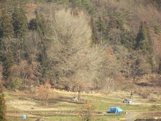 171210_1254_神戸の大イチョウ（飯山市）