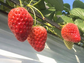 180223_1033_農園のイチゴ（長野市）