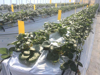 180223_1039_み～る農園（長野市）