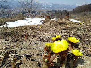 180325_1117_原大沢の福寿草群生地（木島平村）