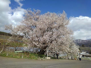 180408_1416_宇木のエドヒガン（山ノ内町）