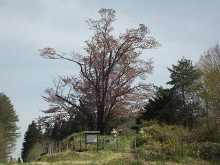 180422_1016_地蔵久保のオオヤマザクラ（飯綱町）