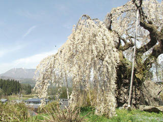 180422_1031_袖之山のシダレザクラ（飯綱町）