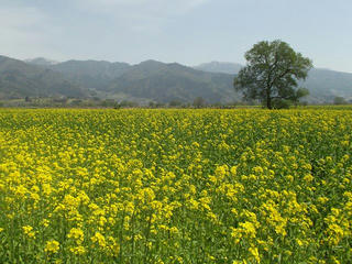 180422_1148_飯山市常盤の千曲川河川敷に咲く菜の花（飯山市）