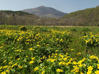 180428_1449_大谷地湿原のリュウキンカ（長野市）