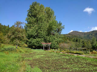 181021_1214_神戸の大イチョウ（飯山市）