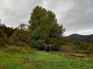 181027_1411_神戸の大イチョウ（飯山市）