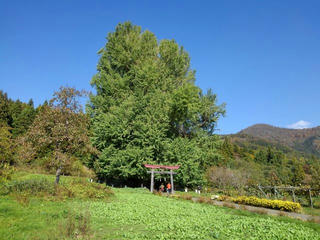 181103_1325_神戸の大イチョウ（飯山市）