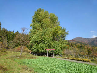 181111_1313_神戸の大イチョウ（飯山市）