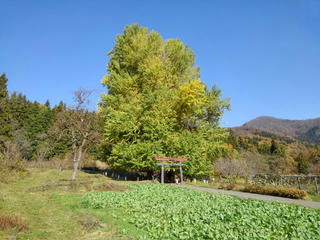 181118_1232_神戸の大イチョウ（飯山市）