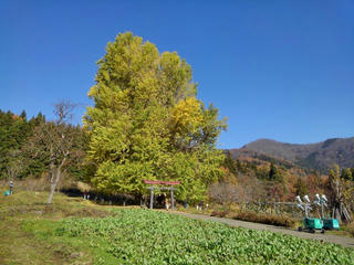 181125_1237_神戸の大イチョウ（飯山市）