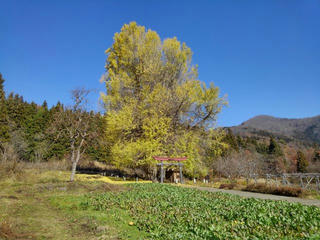 181202_1220_神戸の大イチョウ（飯山市）