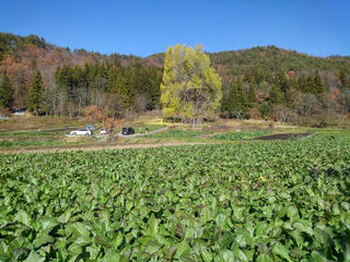 181202_1222_神戸の大イチョウ（飯山市）