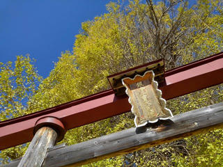 181202_1217_神戸の大イチョウ（飯山市）