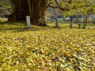 181202_1219_2_神戸の大イチョウ（飯山市）