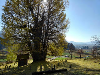 181202_1219_1_神戸の大イチョウ（飯山市）