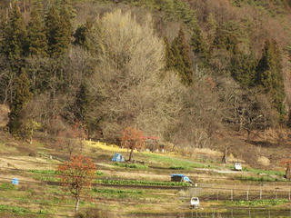 181208_1247_神戸の大イチョウ（飯山市）