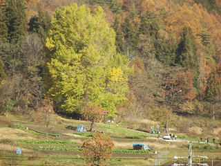 181125_1251_神戸の大イチョウ（飯山市）