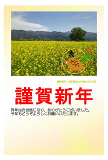 19_年賀状（飯山市常盤の千曲川河川敷に咲く「菜の花」）