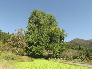 191102_1218_神戸の大イチョウ（飯山市）