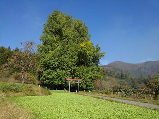 191109_1315_神戸の大イチョウ（飯山市）
