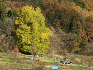 191123_1242_神戸の大イチョウ（飯山市）