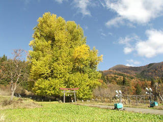 191123_1225_神戸の大イチョウ（飯山市）