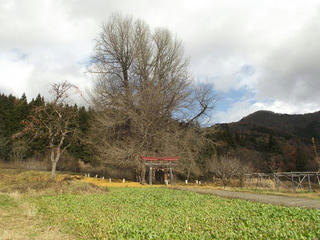 191203_1212_神戸の大イチョウ（飯山市）