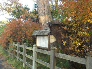 191130_1526_勿来の関公園・弓掛の松（福島県いわき市）