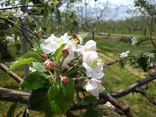 190429_1103_りんごの花（長野市）